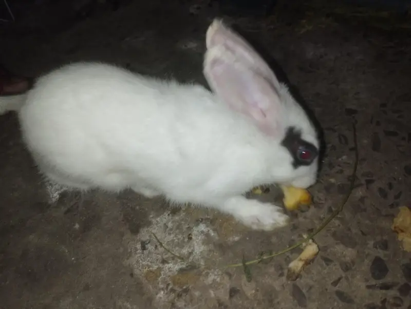 male rabbit  — photo 4