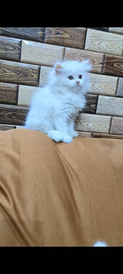 pure Persian cats vaccinated and healthy active WhatsApp/0344/6895398/
