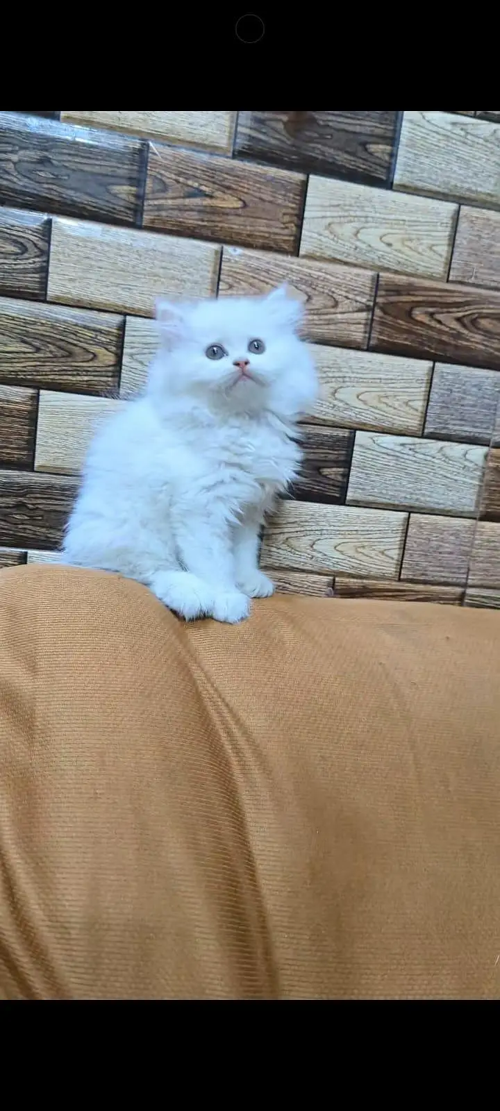 pure Persian cats vaccinated and healthy active WhatsApp/0344/6895398/ — photo 2