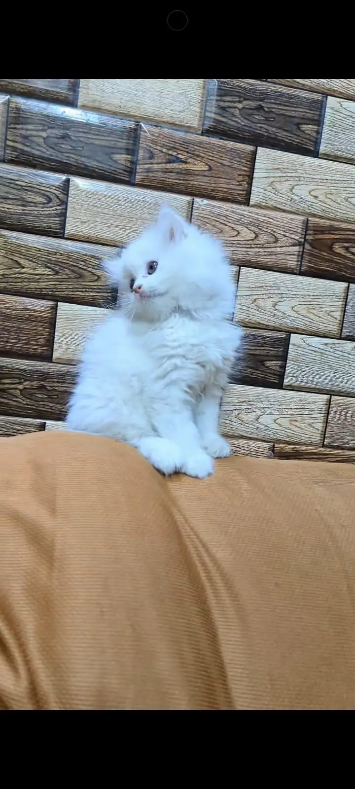 pure Persian cats vaccinated and healthy active WhatsApp/0344/6895398/ — photo 3