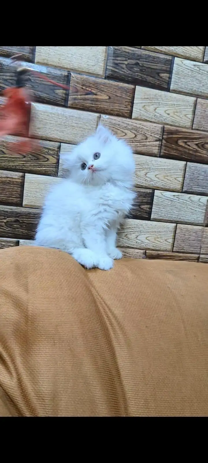pure Persian cats vaccinated and healthy active WhatsApp/0344/6895398/ — photo 4