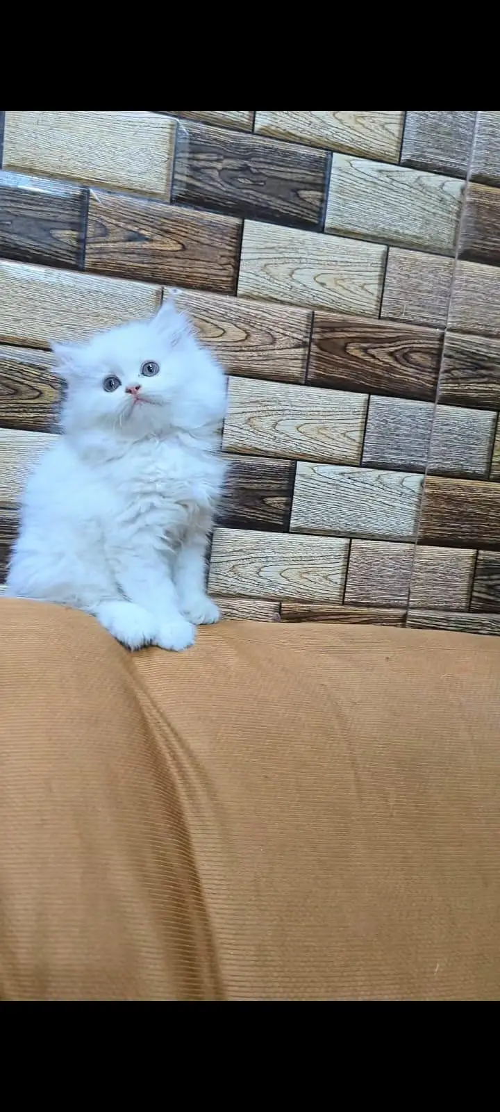pure Persian cats vaccinated and healthy active WhatsApp/0344/6895398/ — photo 5