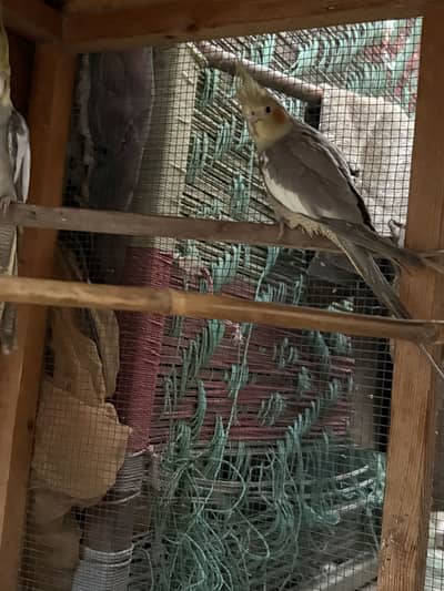 Pair for breeding bohot active hai