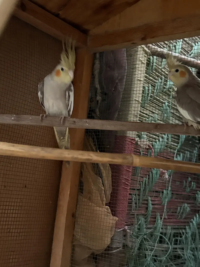 Pair for breeding bohot active hai — photo 2