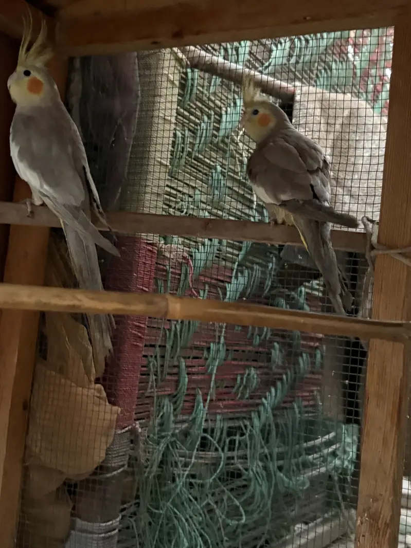 Pair for breeding bohot active hai — photo 3