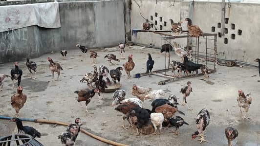 Mianwali Aseel Setup for sale