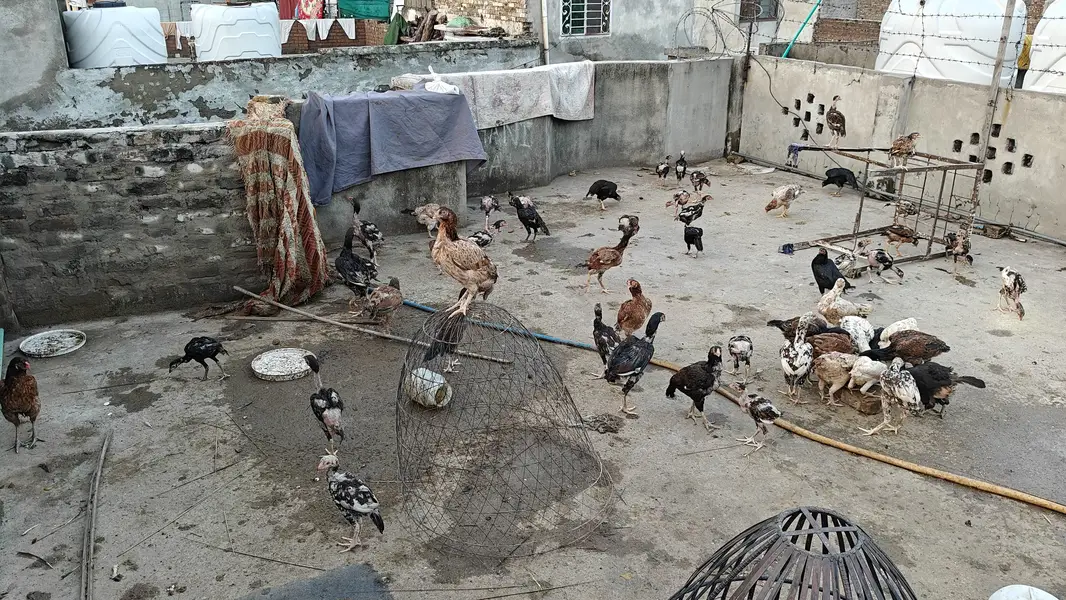 Mianwali Aseel Setup for sale — photo 2