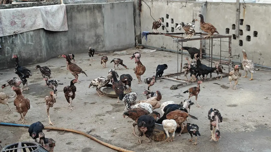 Mianwali Aseel Setup for sale — photo 3
