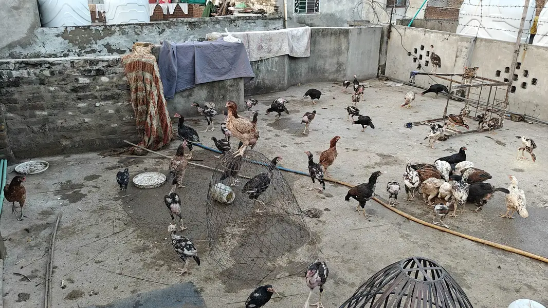 Mianwali Aseel Setup for sale — photo 5