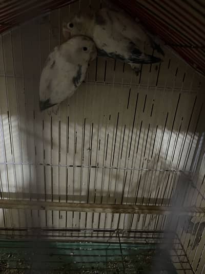 Love bird pair