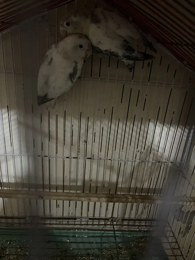 Love bird pair