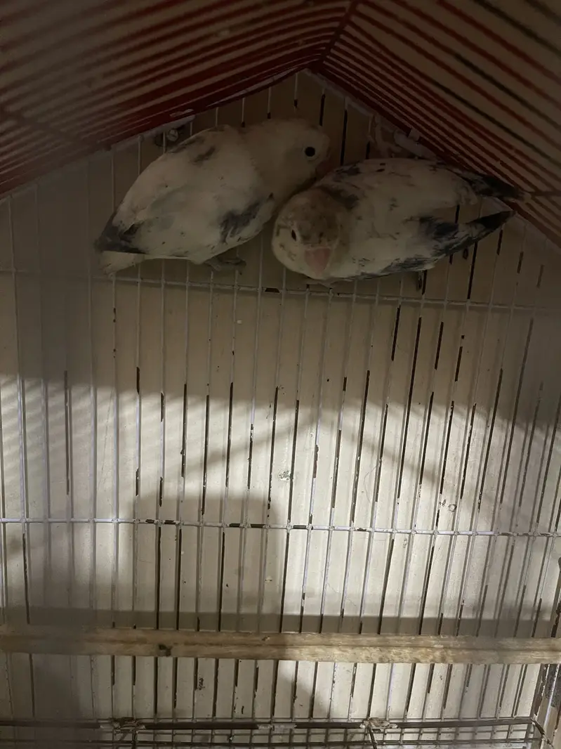 Love bird pair — photo 2