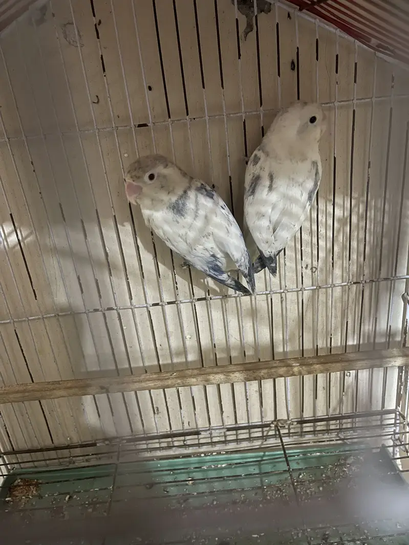 Love bird pair — photo 3