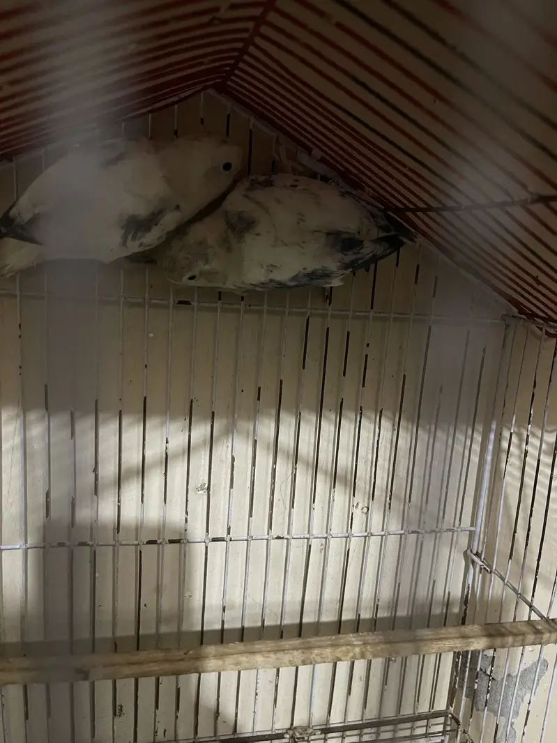 Love bird pair — photo 4