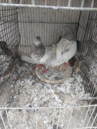Kasni pair,male and chick