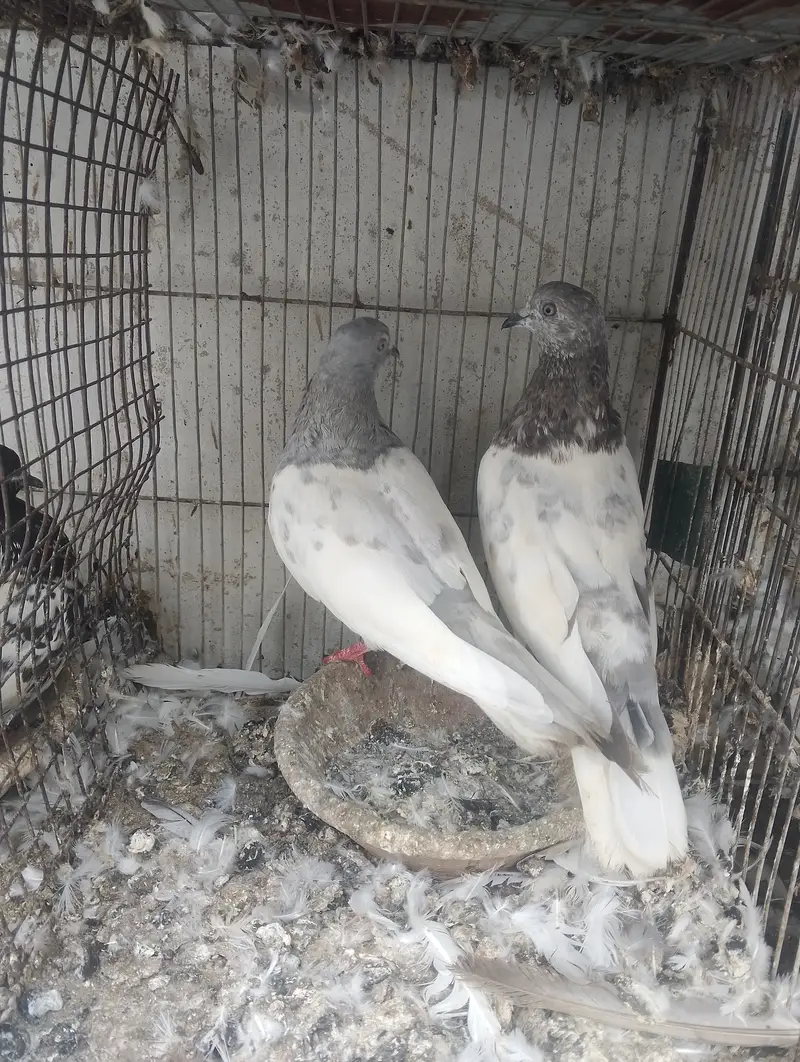 Kasni pair,male and chick — photo 2