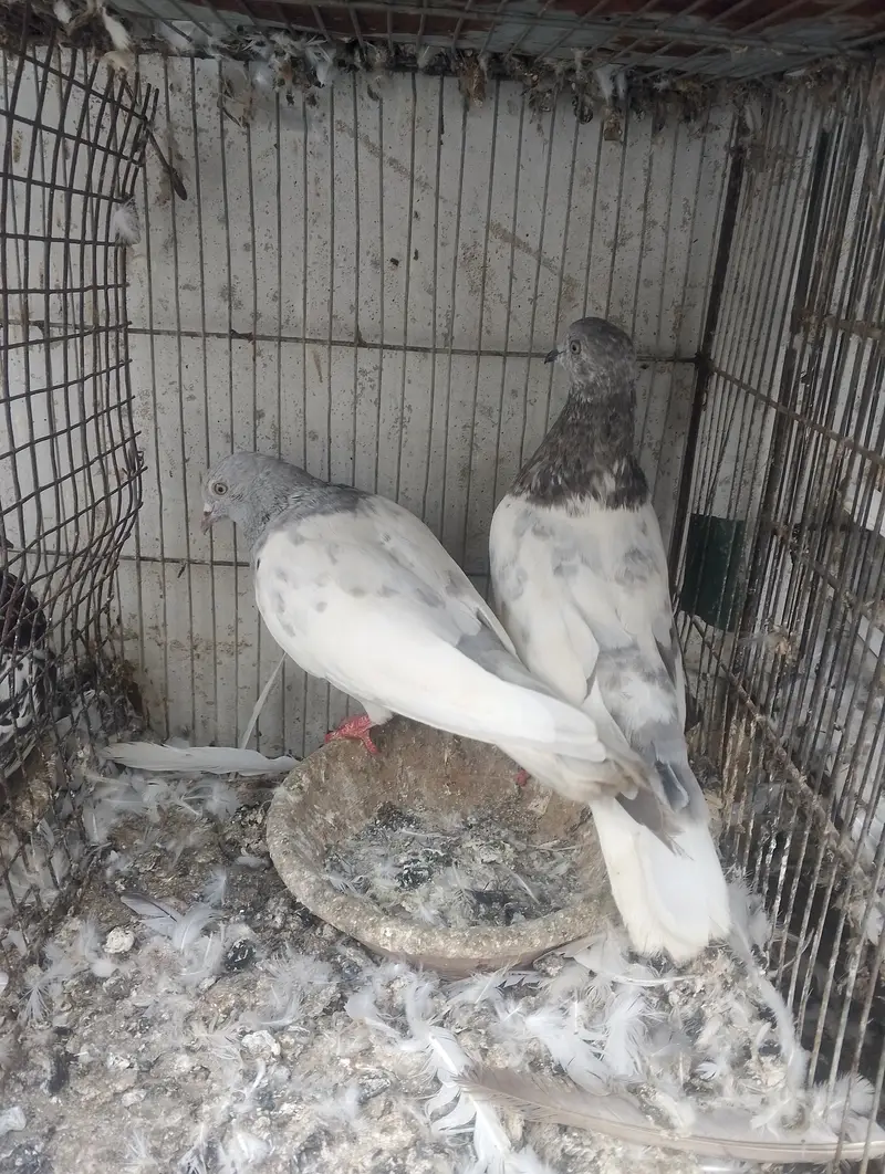 Kasni pair,male and chick — photo 3