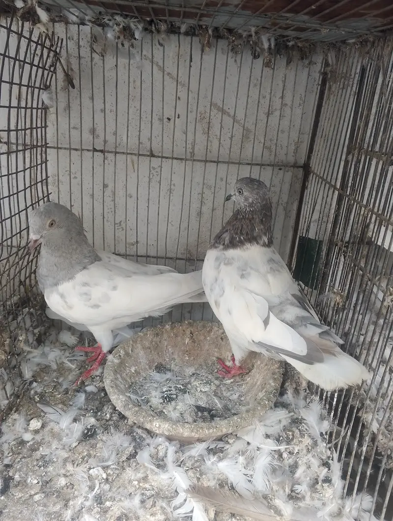 Kasni pair,male and chick — photo 4