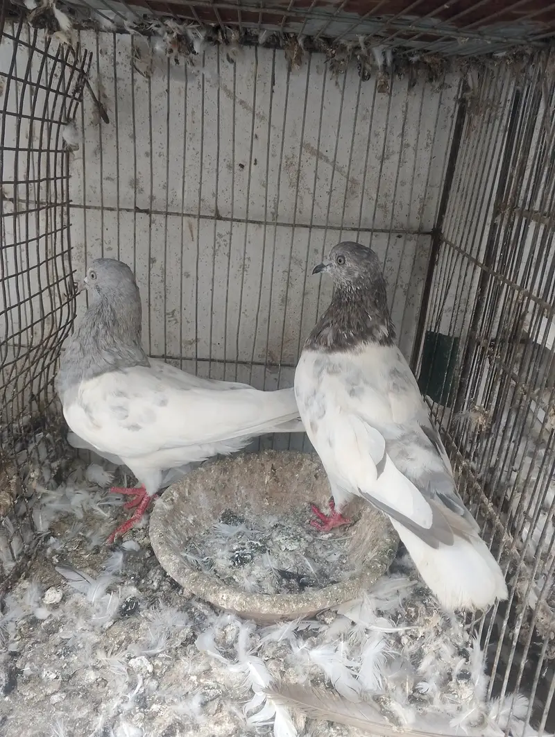 Kasni pair,male and chick — photo 5
