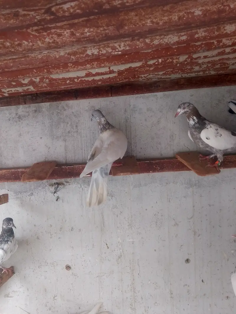Kasni pair,male and chick — photo 7
