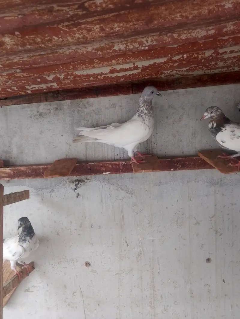 Kasni pair,male and chick — photo 8