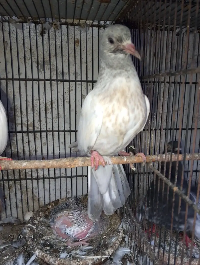 Kasni pair,male and chick — photo 10