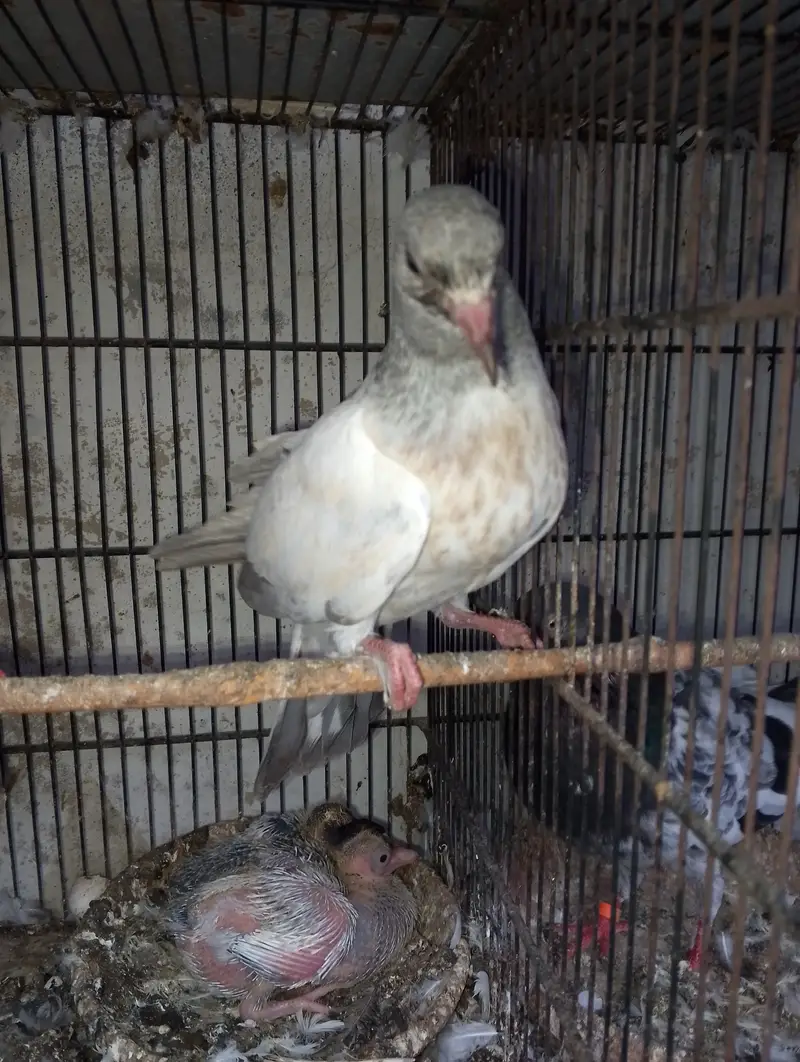 Kasni pair,male and chick — photo 11