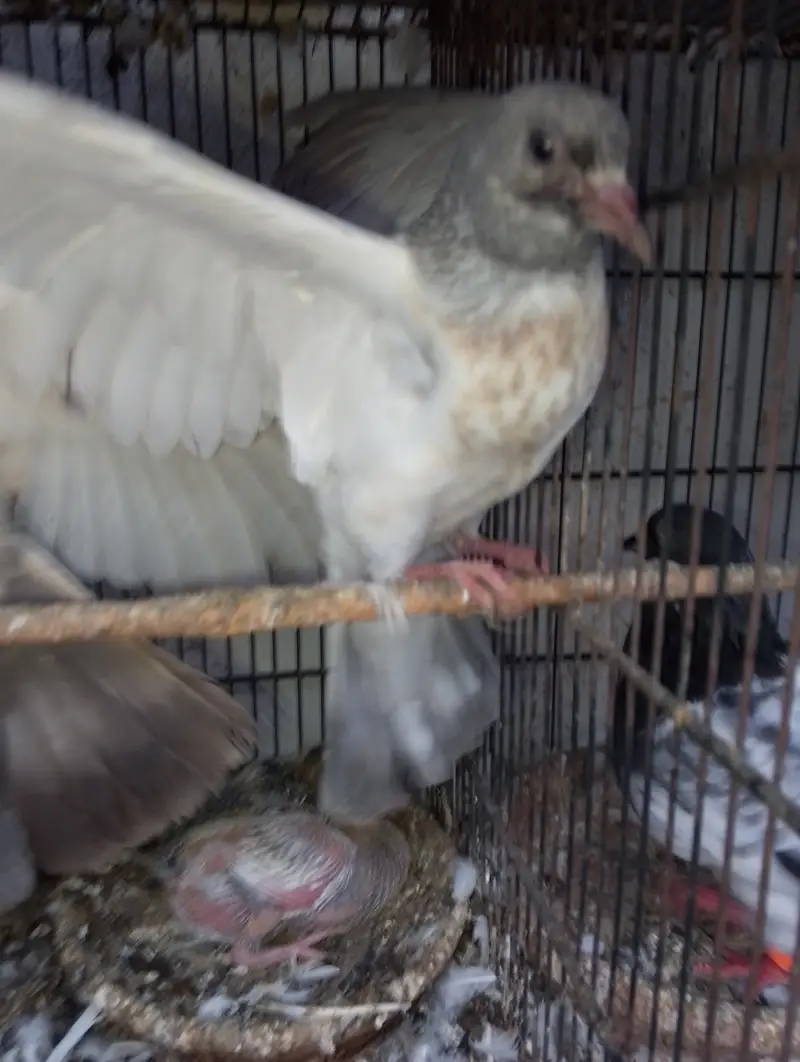 Kasni pair,male and chick — photo 12