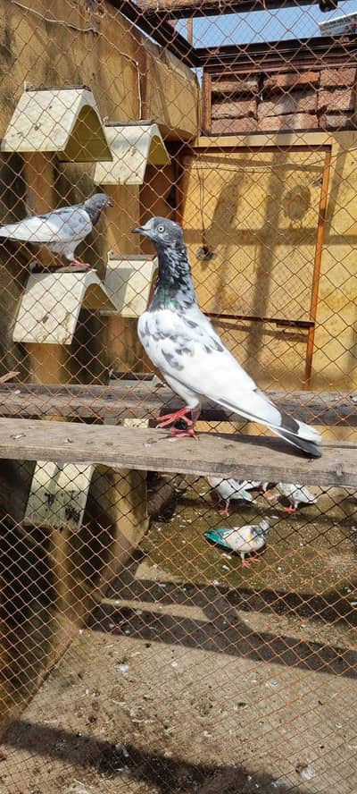Urany ka liya b joro ka liya b ok ha mazboot Maddi ha 0315! 89/74::870