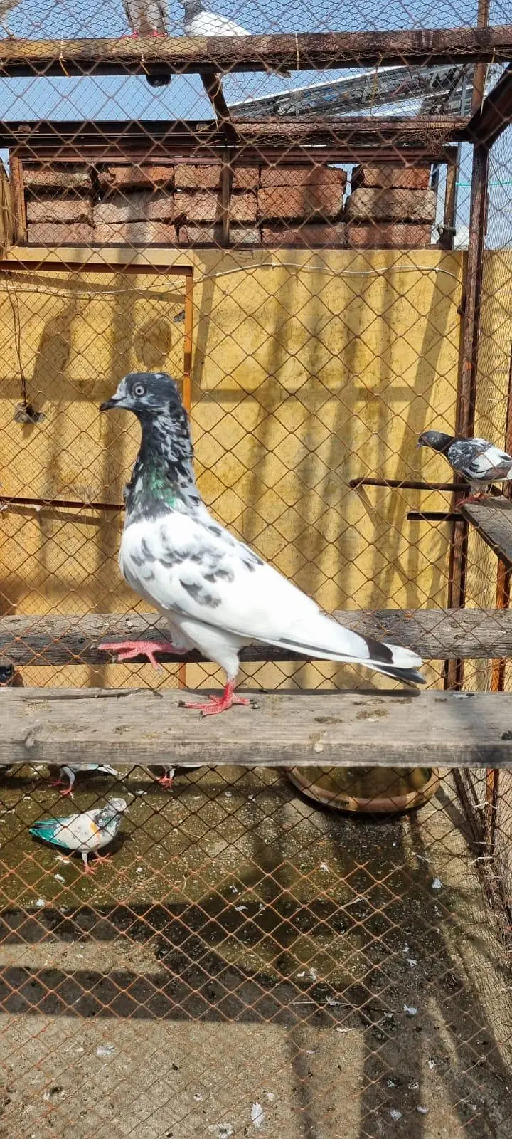 Urany ka liya b joro ka liya b ok ha mazboot Maddi ha 0315! 89/74::870 — photo 3