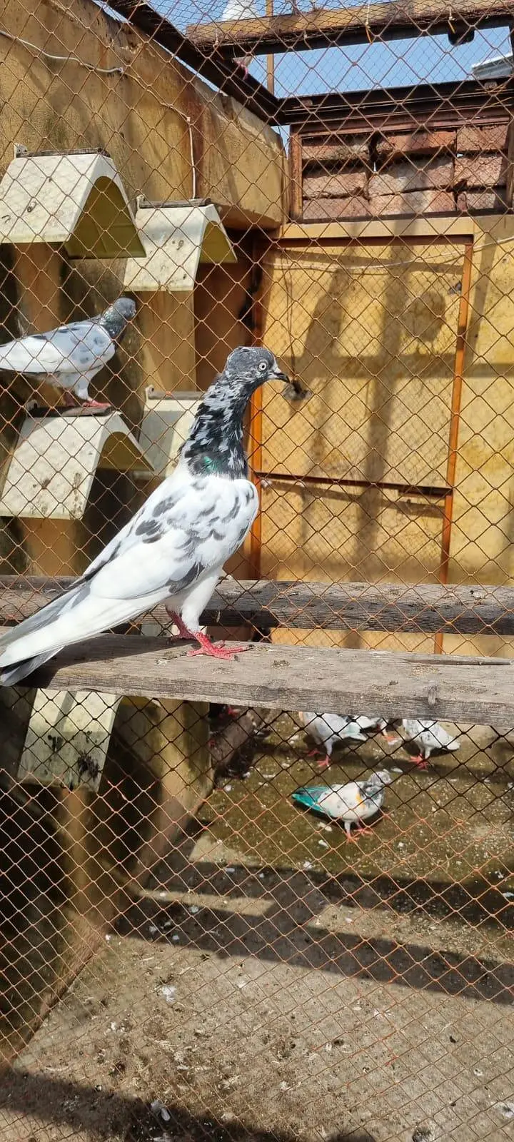 Urany ka liya b joro ka liya b ok ha mazboot Maddi ha 0315! 89/74::870 — photo 4