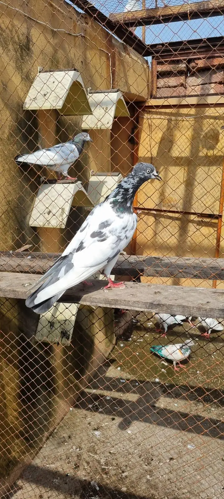 Urany ka liya b joro ka liya b ok ha mazboot Maddi ha 0315! 89/74::870 — photo 5