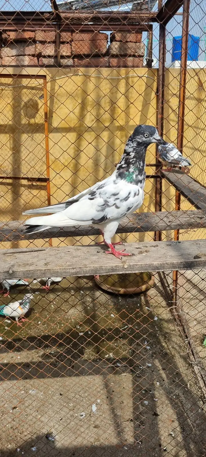 Urany ka liya b joro ka liya b ok ha mazboot Maddi ha 0315! 89/74::870 — photo 7