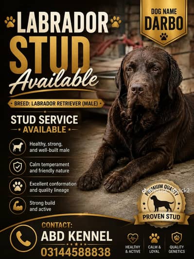 Labra Kcp pedigree male stud available