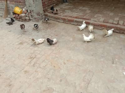 pigeon
