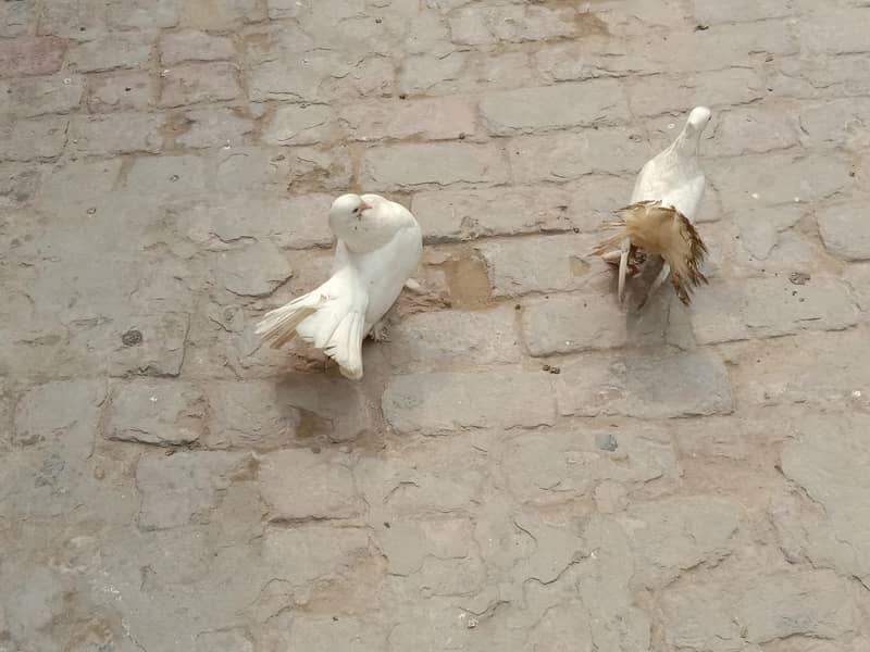 pigeon 1
