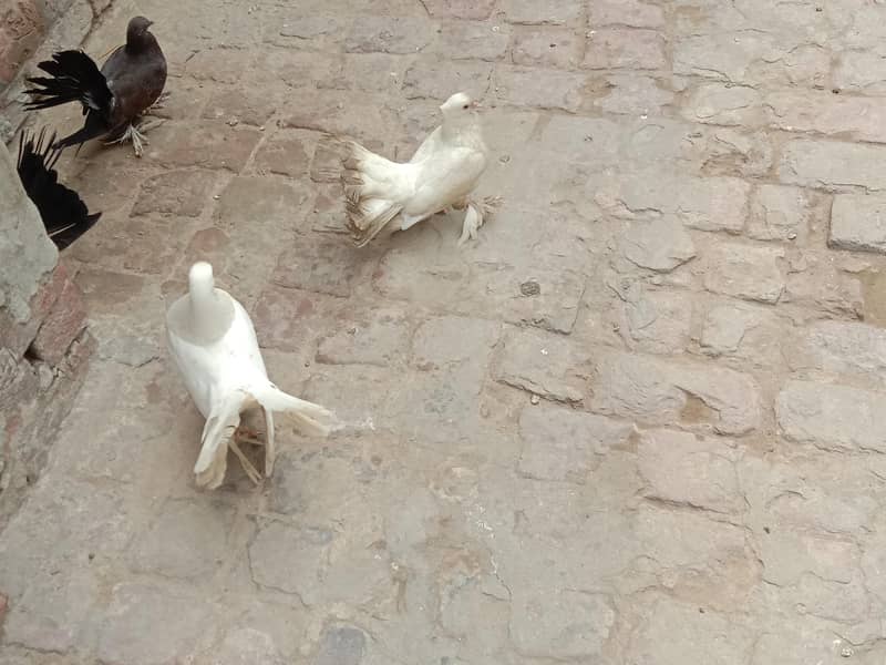 pigeon 2