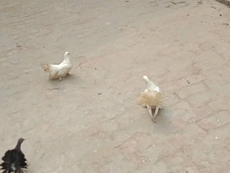 pigeon 3