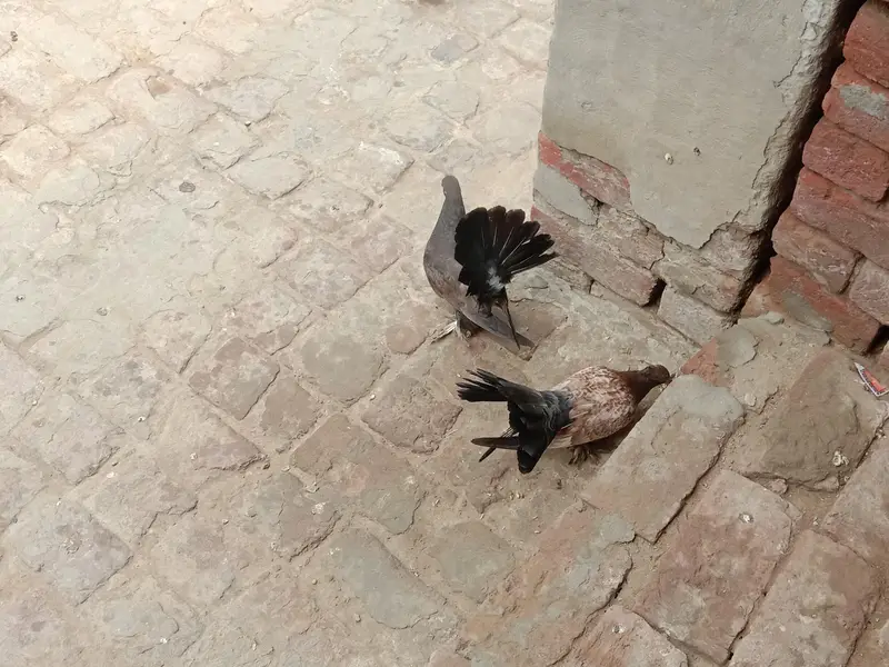 pigeon — photo 6