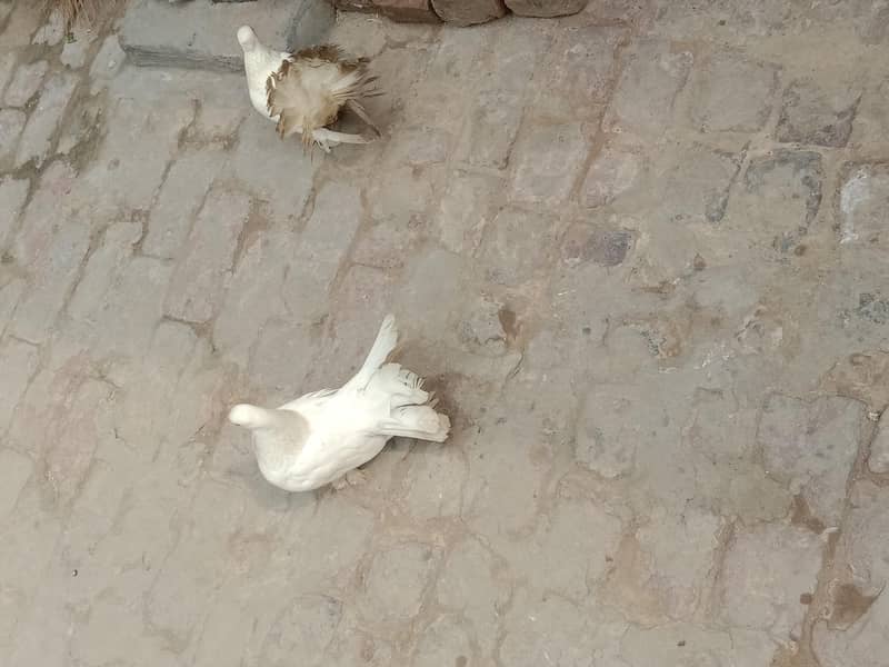 pigeon 6
