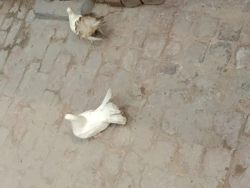 pigeon — photo 7