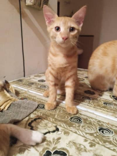 cats kids for sale