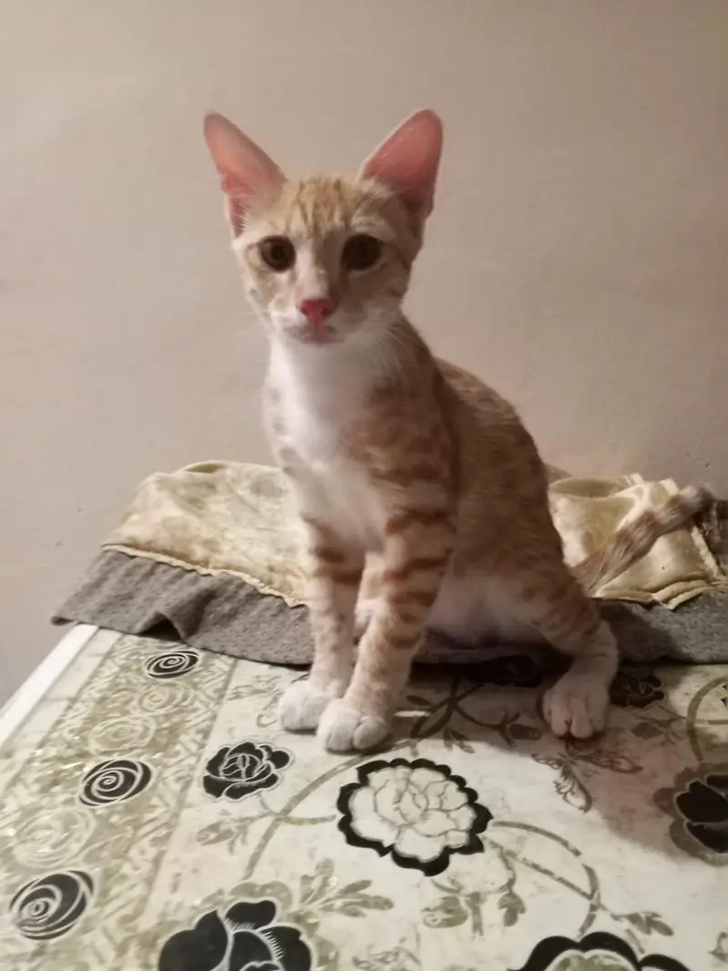 cats kids for sale — photo 4