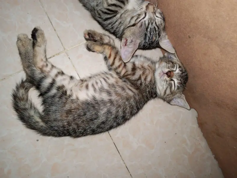 cats kids for sale — photo 5