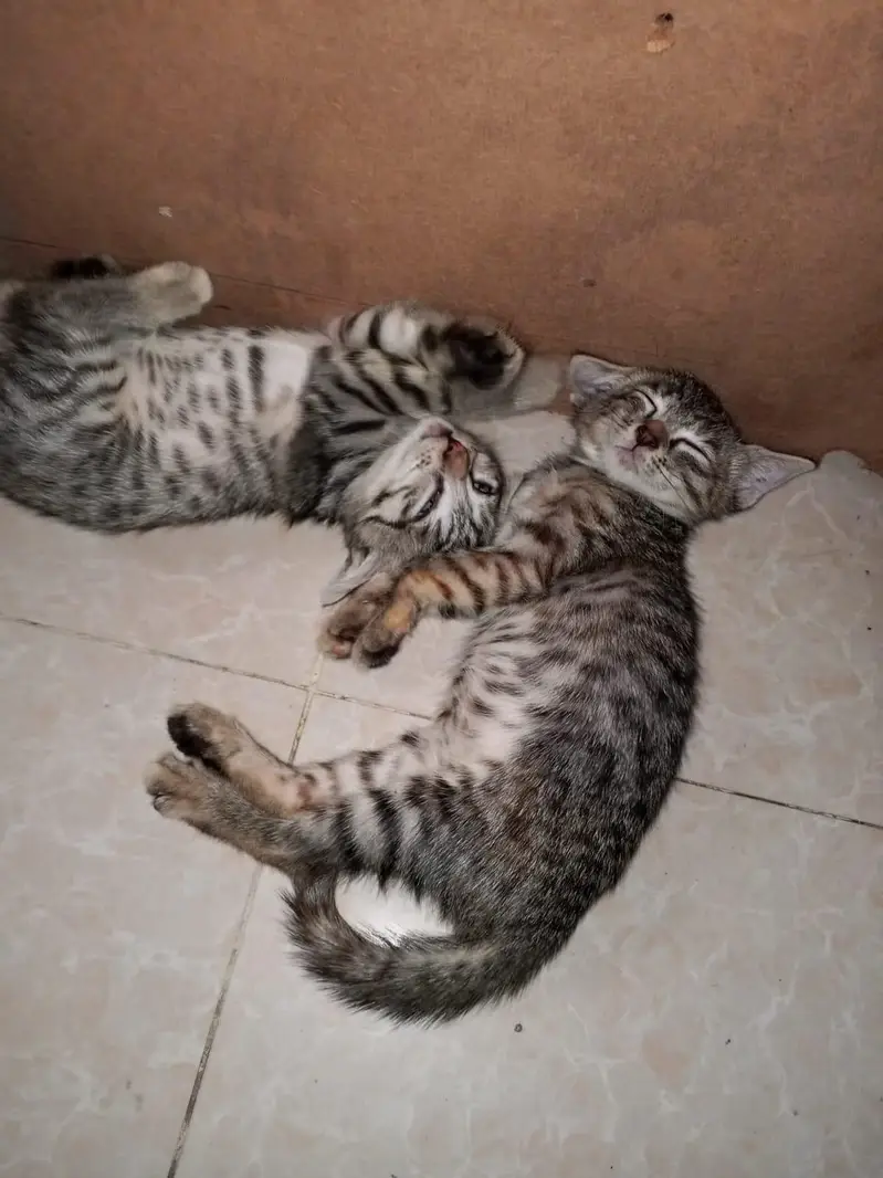cats kids for sale — photo 7