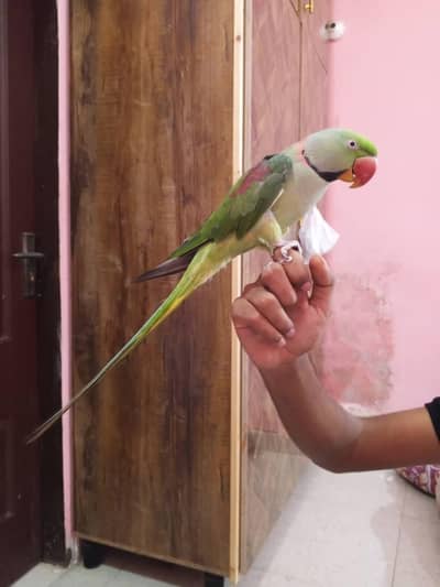 raw parrot male