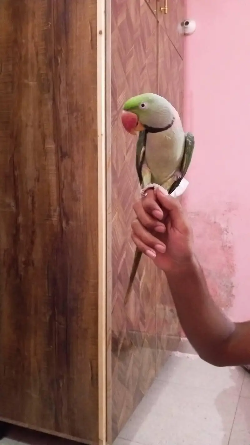 raw parrot male — photo 2