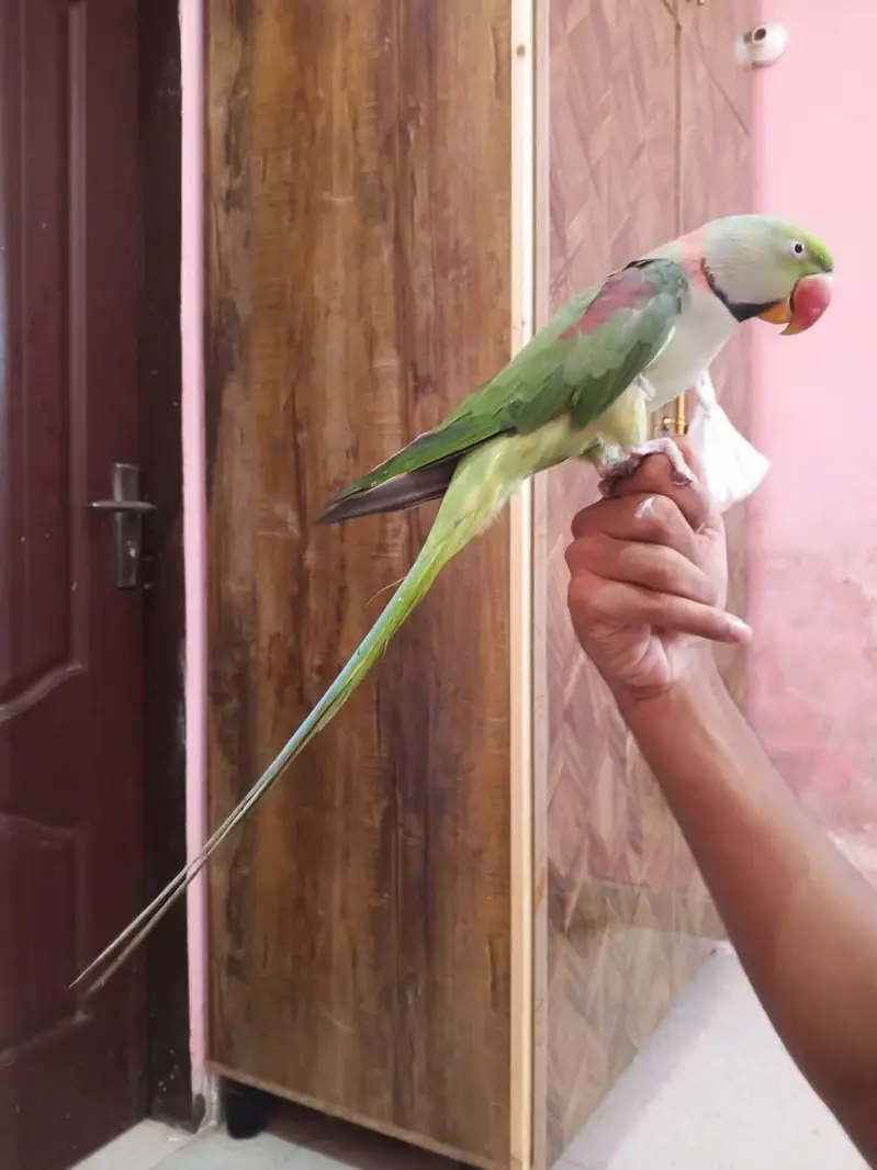 raw parrot male — photo 3