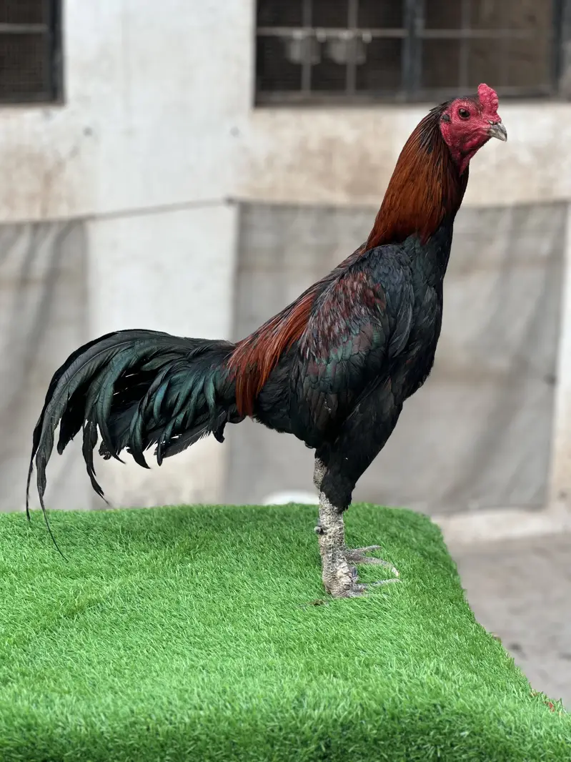 Pure Pakoya chicks Available. — photo 2