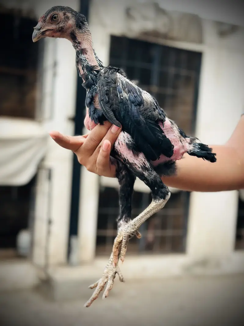 Pure Pakoya chicks Available. — photo 3